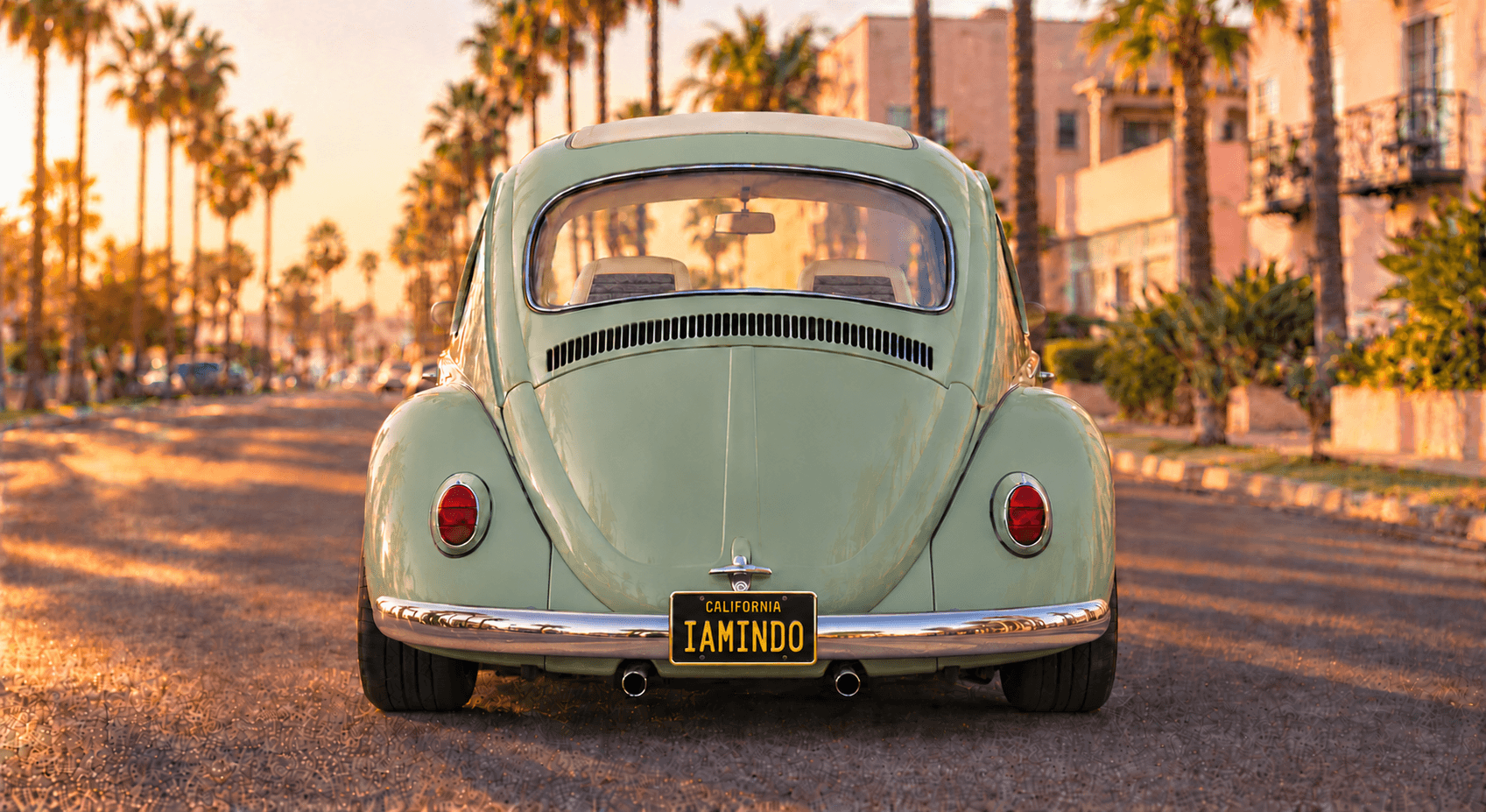 The pistachio Bug from directly behind in warm evening light